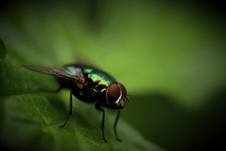 Closeup of Housefly Sitting on Green Leaf Outdoors photo