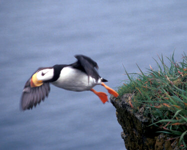 Horned puffin on Hall Island-6 photo
