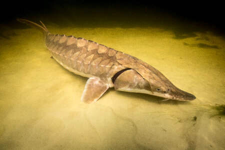 Gulf sturgeon-1