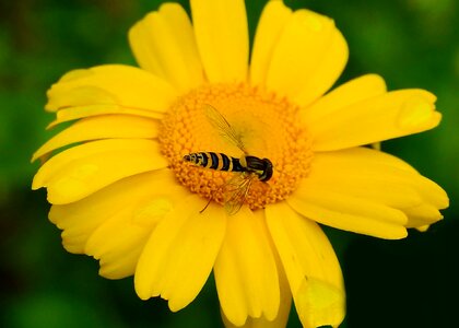 Animal arthropod beautiful