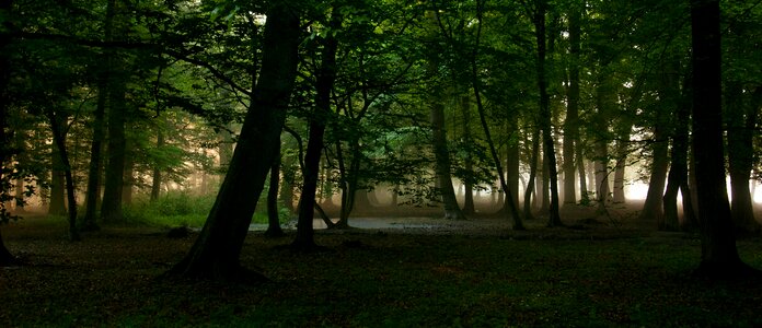 Trees sunrise scenery