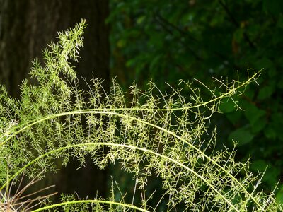 Asparagus fern asparagus densiflorus ornamental plant
