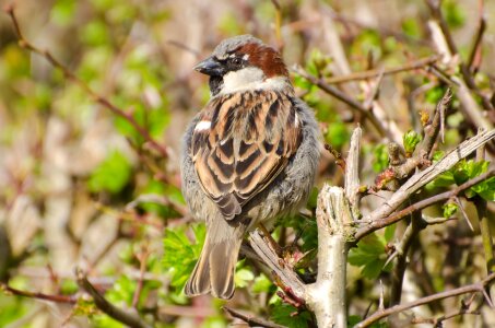 Tit meeting summer