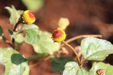Berry blossom branch
