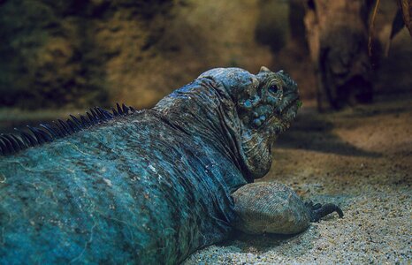 Reptile scaly zoo