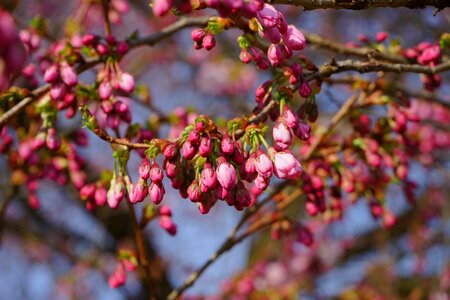 Japanese flowering cherry ornamental cherry japanese cherry photo