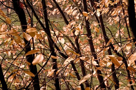 Garden nature season