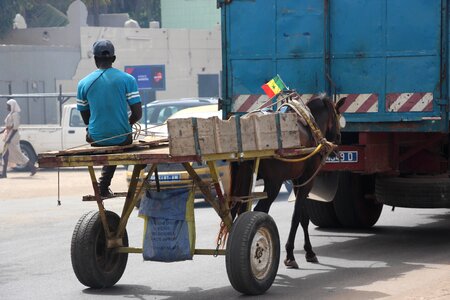 Transport cart animal photo