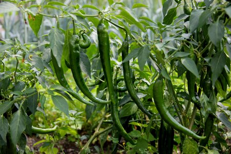Sharp green vegetables