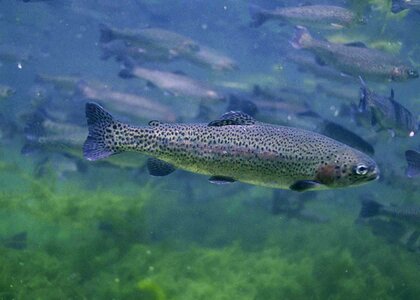 Oncorhynchus Mykiss rainbow Salmo trutta photo