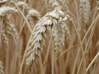 Grain field wheat field photo