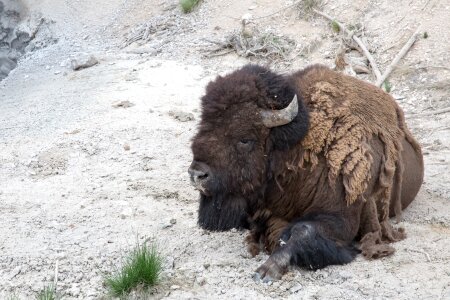Bison in the Yellowstone national park, Wyoming