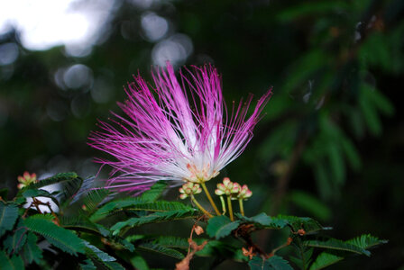 Purple Flower photo