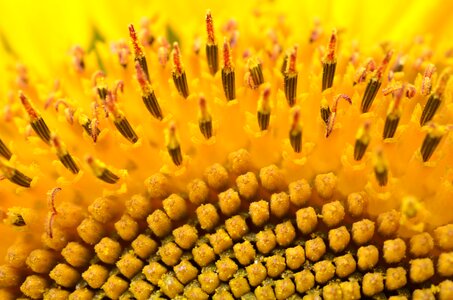 Yellow flower plant