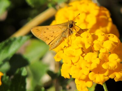 Flower insect wildlife