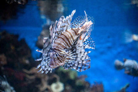 Lionfish swimming in the Aquarium photo