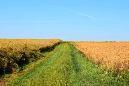 Agriculture cereal cloud photo