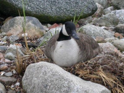 Bird canadian goose photo