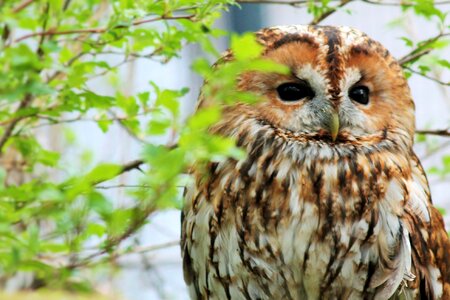 Nature fluffy animal photos