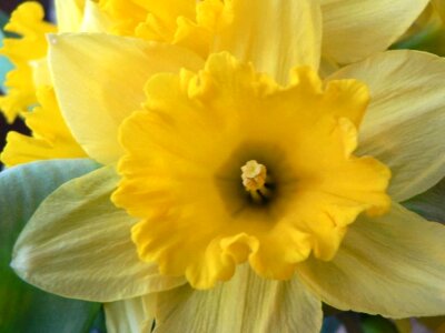 Daffodil macro photo photo