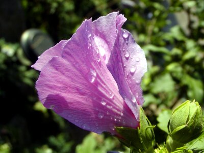Lila hibiscus water-drop photo