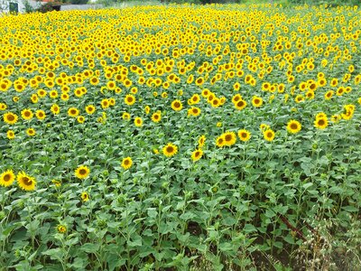 Flowers sunflower field