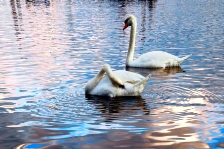 Animal avian beak photo