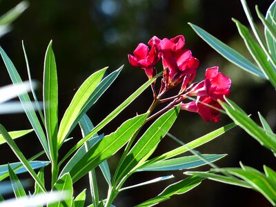 Bloom red nerium oleander photo