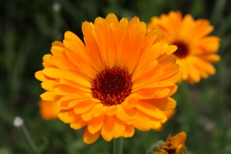 Gerbera herbs marigold