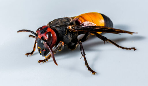 Close up Macro of a Bee photo