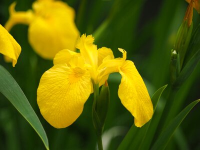 Flowers iris iris pseudacorus