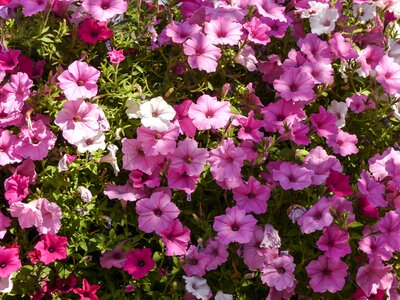 Purple white hanging