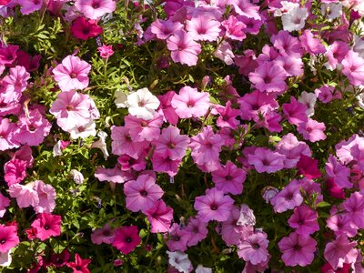 Purple white hanging photo