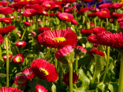 Daisy red flower
