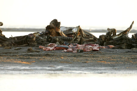Skeletal remains and debris on Alaska shore