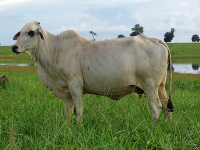 Cow array cattle
