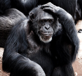 Chimpanzee scratching its head - Pan troglodytes photo