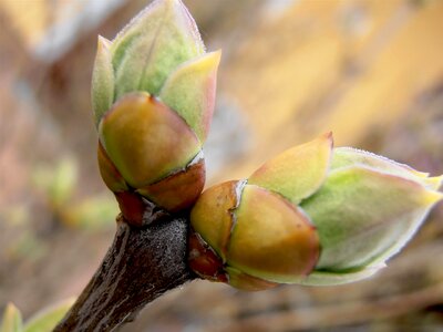 Nature tree season