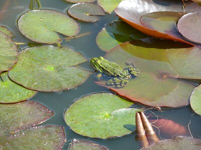 Green animal swimming