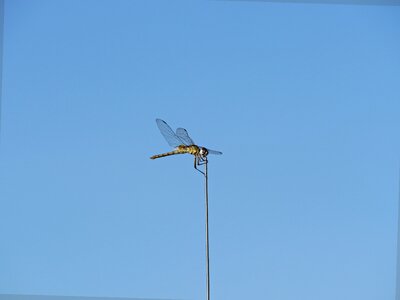 Insect close up spring