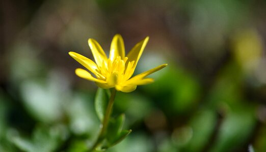 Spring flower celandine yellow flower photo