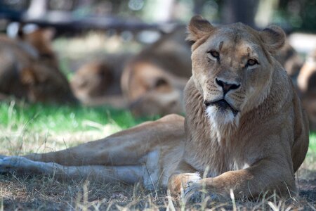 Lion females lion animal photo