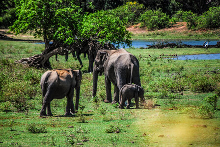 Elephant Family photo