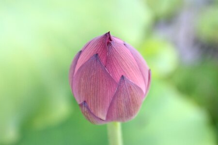 Bloom bud blooming