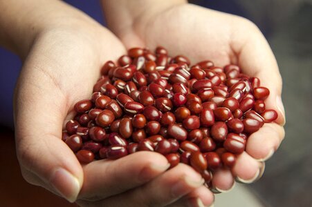 Red beans hands corn variety photo