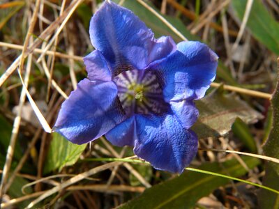 Wild flower alpine alphabet photo