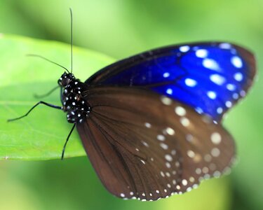 Animal arthropod beautiful