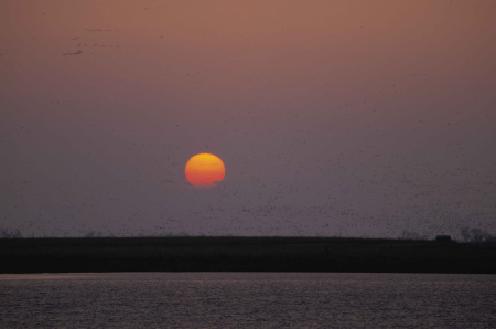 Bird clouds silhouette