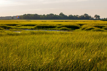 Marsh at Prime Hook NWR-3