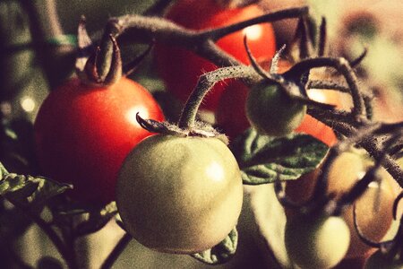 Vegetable food nature